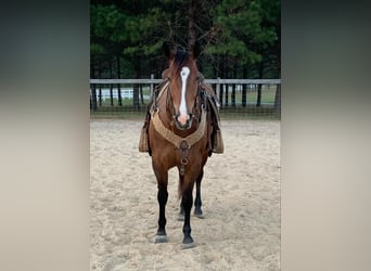 American Quarter Horse, Ruin, 4 Jaar, 150 cm, Roodbruin