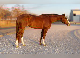 American Quarter Horse, Ruin, 4 Jaar, 150 cm, Roodvos