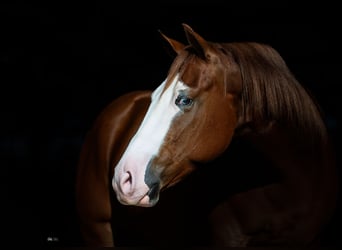 American Quarter Horse, Ruin, 4 Jaar, 150 cm, Roodvos