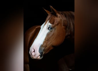 American Quarter Horse, Ruin, 4 Jaar, 150 cm, Roodvos