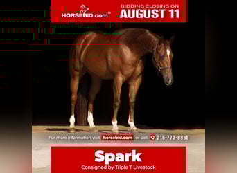 American Quarter Horse, Ruin, 4 Jaar, 150 cm, Roodvos
