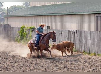 American Quarter Horse, Ruin, 4 Jaar, 150 cm, Roodvos