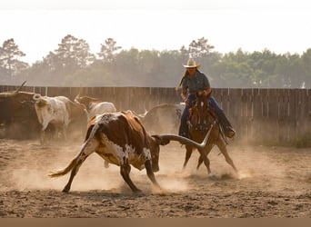 American Quarter Horse, Ruin, 4 Jaar, 150 cm, Roodvos