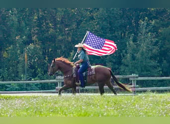 American Quarter Horse, Ruin, 4 Jaar, 150 cm, Roodvos