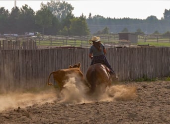 American Quarter Horse, Ruin, 4 Jaar, 150 cm, Roodvos