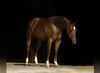 American Quarter Horse, Ruin, 4 Jaar, 150 cm, Roodvos