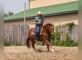 American Quarter Horse, Ruin, 4 Jaar, 150 cm, Roodvos