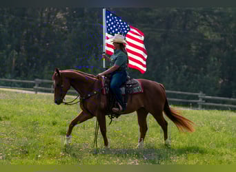 American Quarter Horse, Ruin, 4 Jaar, 150 cm, Roodvos