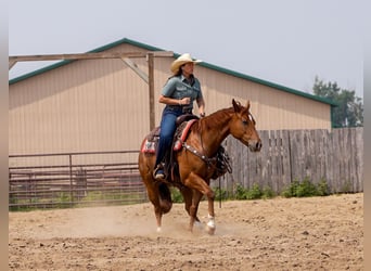 American Quarter Horse, Ruin, 4 Jaar, 150 cm, Roodvos