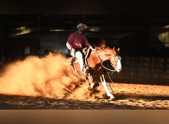 American Quarter Horse, Ruin, 4 Jaar, 150 cm, Roodvos