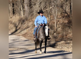 American Quarter Horse, Ruin, 4 Jaar, 150 cm, Schimmel