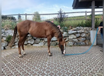 American Quarter Horse, Ruin, 4 Jaar, 150 cm, Vos