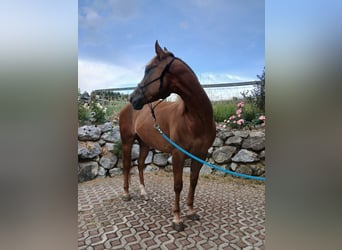 American Quarter Horse, Ruin, 4 Jaar, 150 cm, Vos