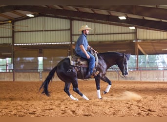 American Quarter Horse, Ruin, 4 Jaar, 150 cm, Zwart