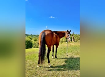 American Quarter Horse, Ruin, 4 Jaar, 151 cm, Donkerbruin