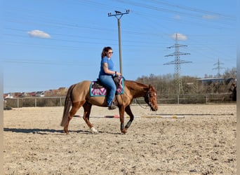 American Quarter Horse, Ruin, 4 Jaar, 151 cm, Donkere-vos