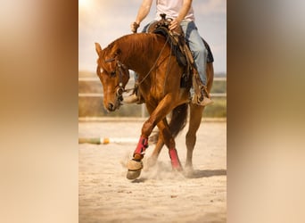 American Quarter Horse, Ruin, 4 Jaar, 151 cm, Donkere-vos