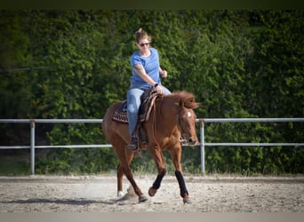 American Quarter Horse, Ruin, 4 Jaar, 151 cm, Donkere-vos