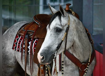 American Quarter Horse, Ruin, 4 Jaar, 152 cm, Appelschimmel
