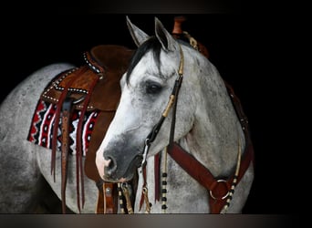 American Quarter Horse, Ruin, 4 Jaar, 152 cm, Appelschimmel