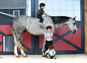 American Quarter Horse, Ruin, 4 Jaar, 152 cm, Appelschimmel