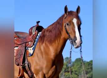 American Quarter Horse, Ruin, 4 Jaar, 152 cm, Bruin