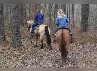 American Quarter Horse, Ruin, 4 Jaar, 152 cm, Bruin