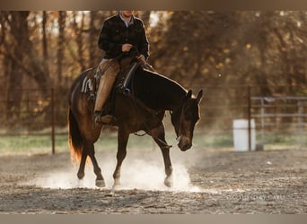 American Quarter Horse, Ruin, 4 Jaar, 152 cm, Buckskin