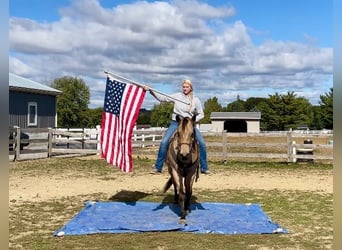 American Quarter Horse, Wallach, 4 Jahre, 152 cm, Buckskin