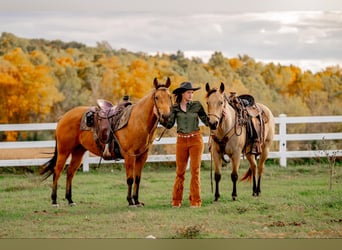 American Quarter Horse, Wallach, 4 Jahre, 152 cm, Buckskin