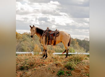 American Quarter Horse, Wallach, 4 Jahre, 152 cm, Buckskin