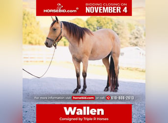 American Quarter Horse, Wallach, 4 Jahre, 152 cm, Buckskin