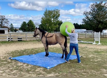 American Quarter Horse, Wallach, 4 Jahre, 152 cm, Buckskin