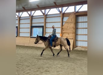 American Quarter Horse, Wallach, 4 Jahre, 152 cm, Buckskin