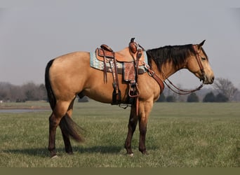 American Quarter Horse, Ruin, 4 Jaar, 152 cm, Buckskin