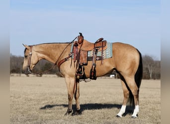 American Quarter Horse, Ruin, 4 Jaar, 152 cm, Buckskin