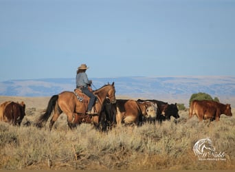 American Quarter Horse, Ruin, 4 Jaar, 152 cm, Buckskin