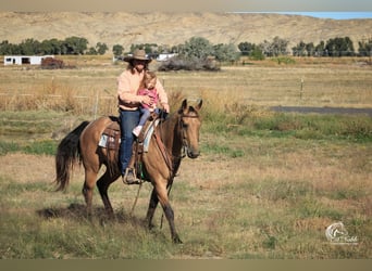 American Quarter Horse, Ruin, 4 Jaar, 152 cm, Buckskin