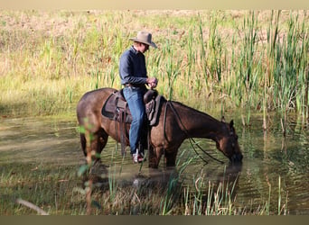 American Quarter Horse, Ruin, 4 Jaar, 152 cm, Buckskin