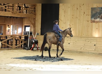 American Quarter Horse, Ruin, 4 Jaar, 152 cm, Buckskin