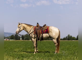 American Quarter Horse, Ruin, 4 Jaar, 152 cm, Champagne