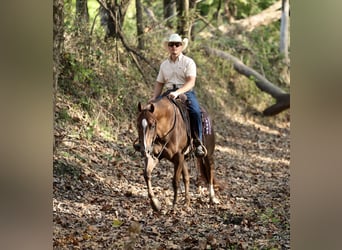 American Quarter Horse, Ruin, 4 Jaar, 152 cm, Donkere-vos