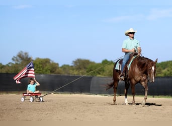 American Quarter Horse, Ruin, 4 Jaar, 152 cm, Donkere-vos