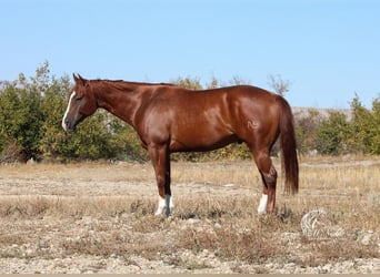 American Quarter Horse, Ruin, 4 Jaar, 152 cm, Donkere-vos