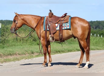 American Quarter Horse, Ruin, 4 Jaar, 152 cm, Falbe