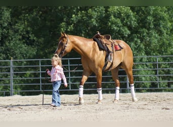 American Quarter Horse, Ruin, 4 Jaar, 152 cm, Falbe