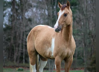 American Quarter Horse, Ruin, 4 Jaar, 152 cm, Falbe