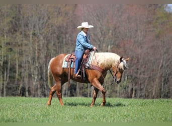 American Quarter Horse, Ruin, 4 Jaar, 152 cm, Palomino