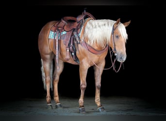 American Quarter Horse, Ruin, 4 Jaar, 152 cm, Palomino