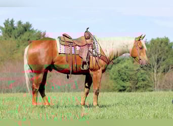 American Quarter Horse, Ruin, 4 Jaar, 152 cm, Palomino